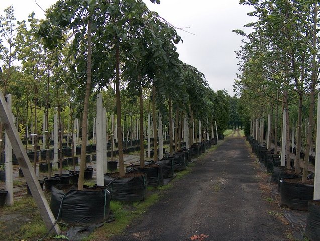 nursery trees shrubs in Poland