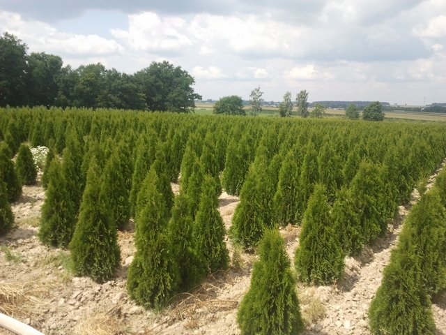 nursery trees shrubs in Poland